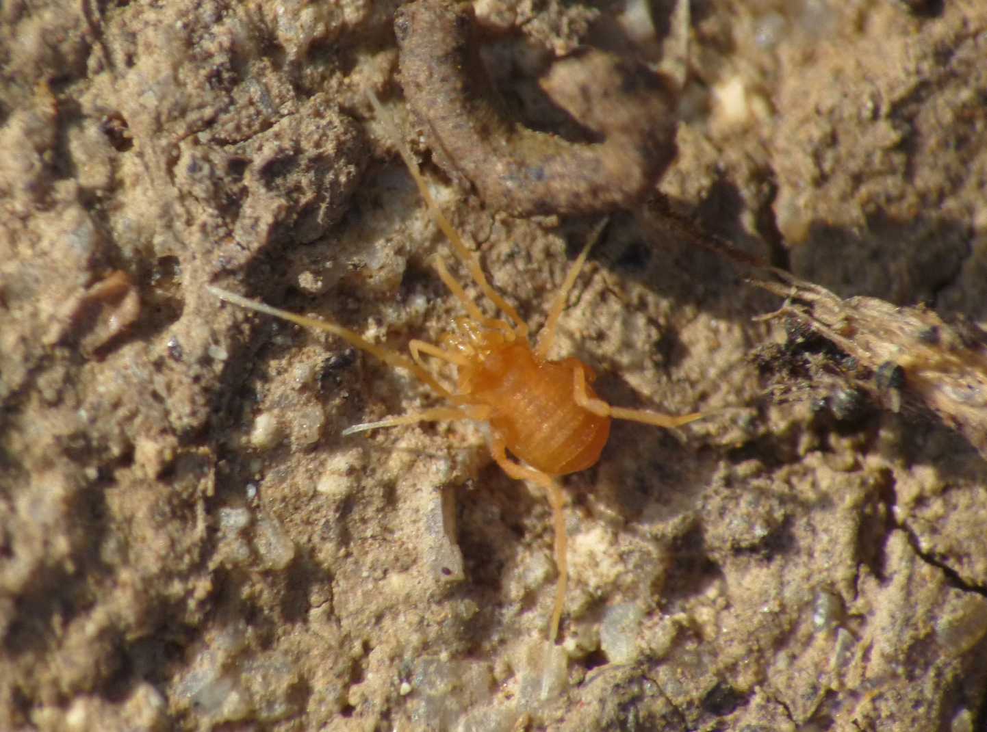 Piccoli Opiliones gialli